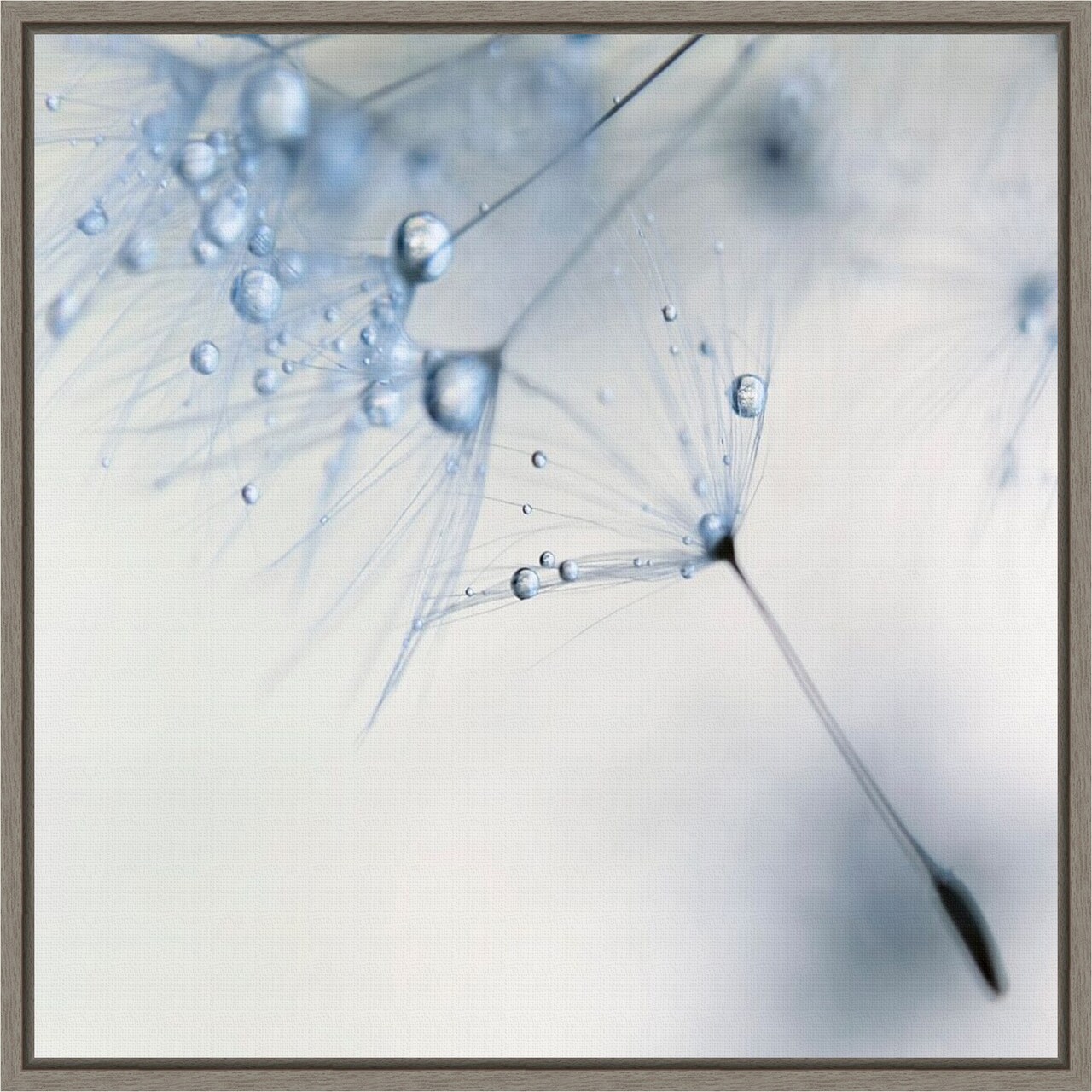 Baby Blue Dandelion Flower by Ingrid Beddoes 16-in. W x 16-in. H. Canvas Wall Art Print Framed in Grey